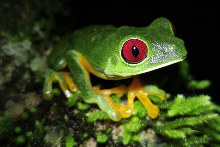 Red Eyed Tree Frog